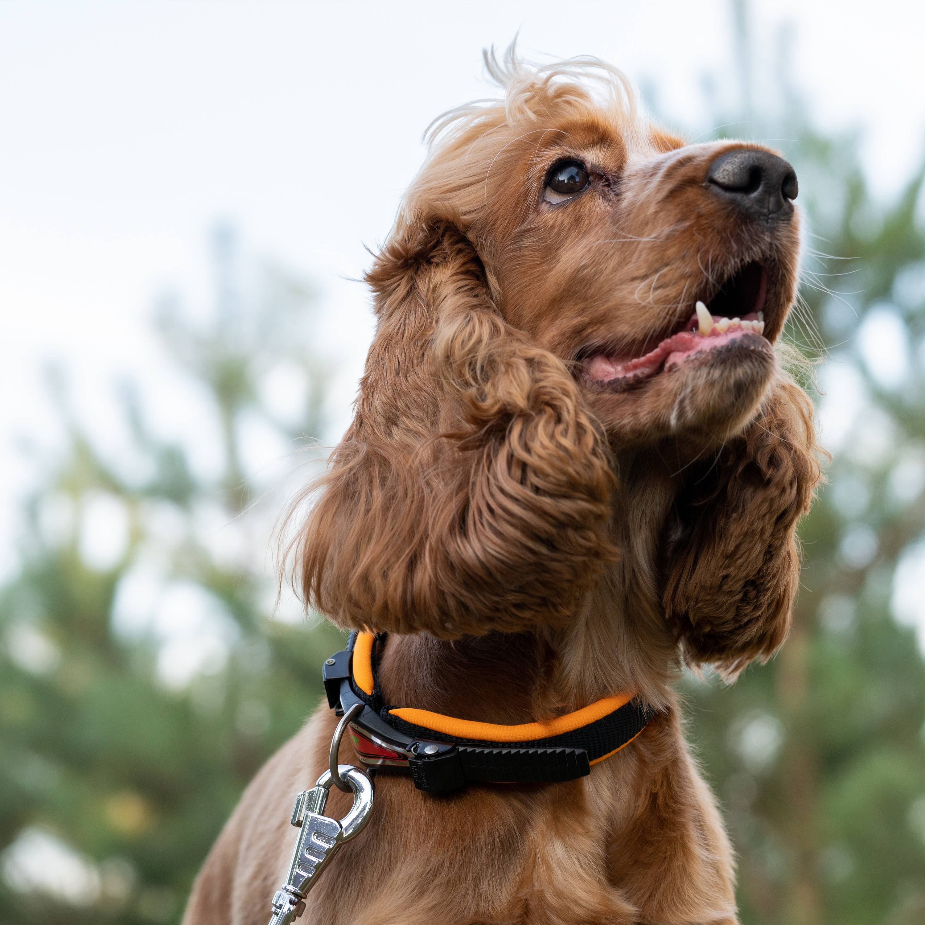 Ferplast - Collier Ergonomique pour Chiens ERGOFLUO C15/42 avec Rembourrage et Fermeture à Micro-régulation - Image 4