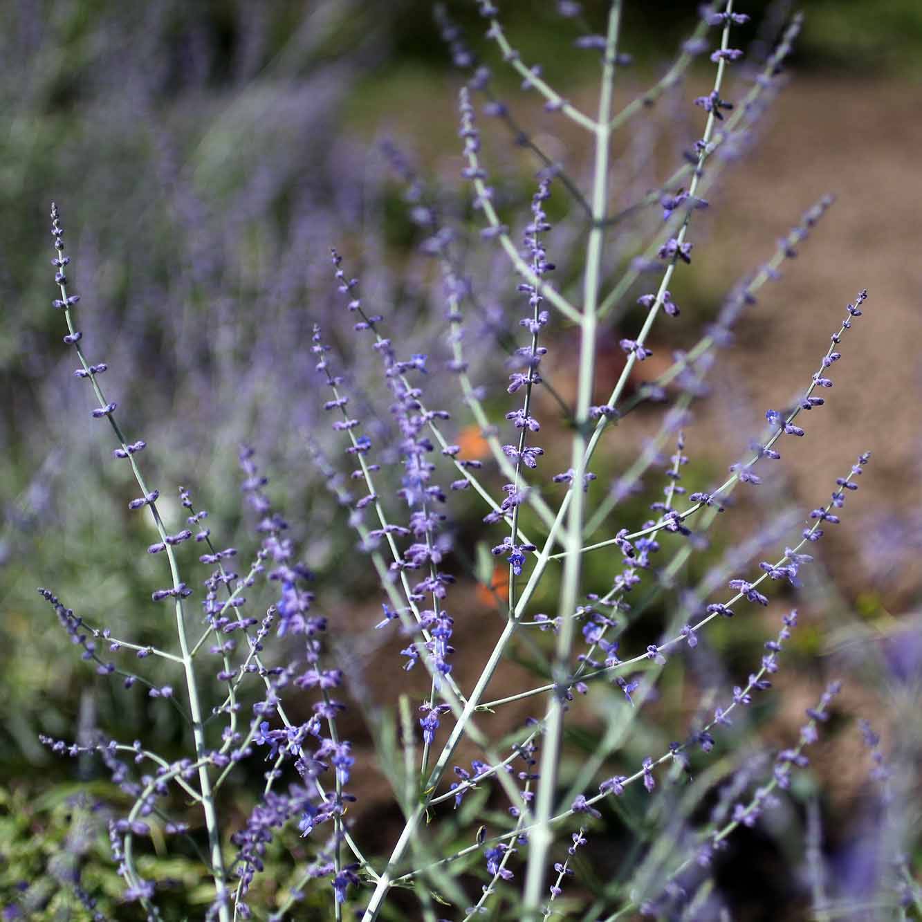 Perovskia atriplicifolia Little Spire - Sauge d'Afghanistan compacte Godet de 8/9 cm