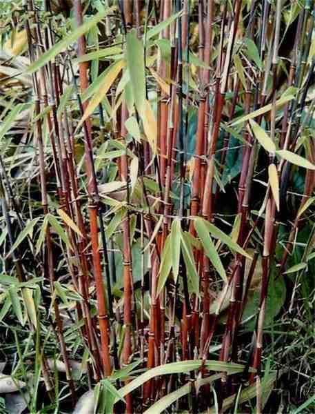 Sans Marque - Fargesia "Jiuzhaigou 1" (Bambou non traçant) Taille:Pot 5 Litres - 80/120cm - 6/9 cannes - Image 1