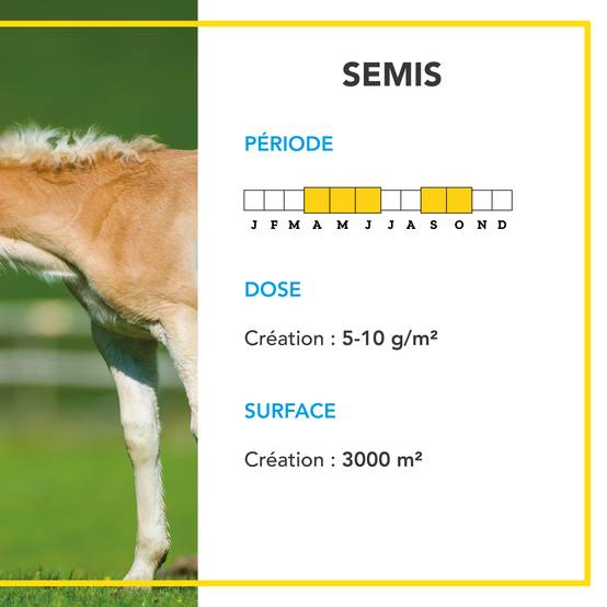 Mélange Prairie - Productif et Appétent - Rapide d'Installation - Très Bonne Pérennité - Production Alimentation pour Animaux - 10KG - BARENBRUG - Image 4