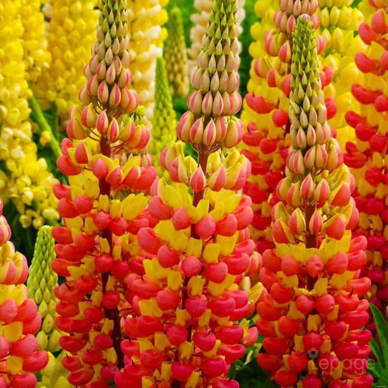 3 Lupins 'Gladiator' (Lupinus 'Gladiator') - Lot de 3 vivaces - Pépinières Naudet - Image 1
