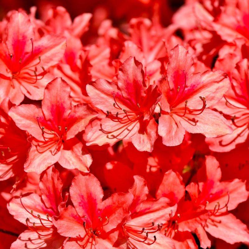 Rhododendron 'Apple Blossom' (Rhododendron 'Apple Blossom') - Godet 9cm - Pépinières Naudet - Image 1
