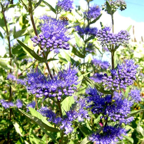 Promesse de Fleurs - Caryopteris x clandonensis Camara Dark Blue - Spirée bleue Godet de 8/9 cm - Image 1