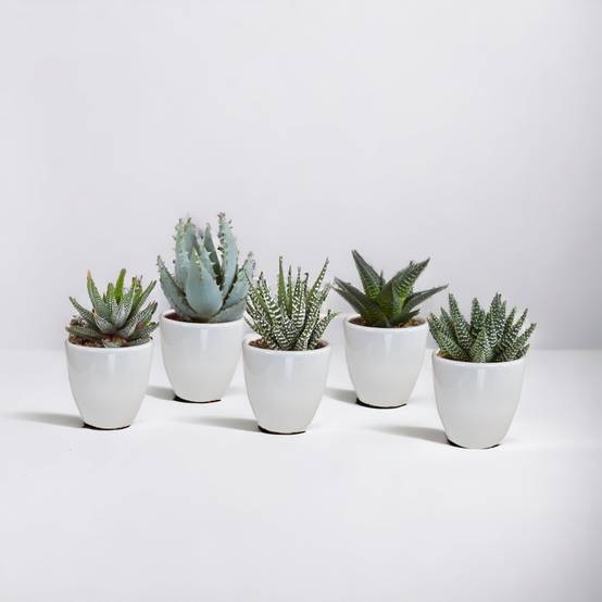 Coffret Gasteria, Haworthia et ses caches-pots blancs - Lot de 5 plantes, h13cm- La Green Touch - Image 1