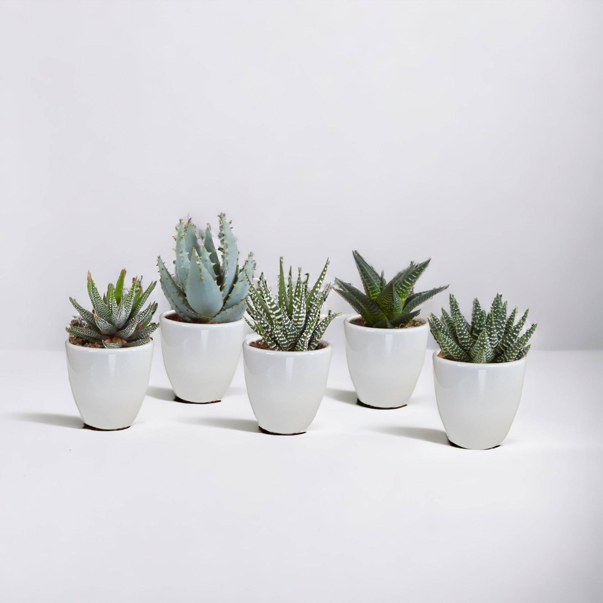 Coffret Gasteria, Haworthia et ses caches-pots blancs - Lot de 5 plantes, h13cm- La Green Touch - Image 1