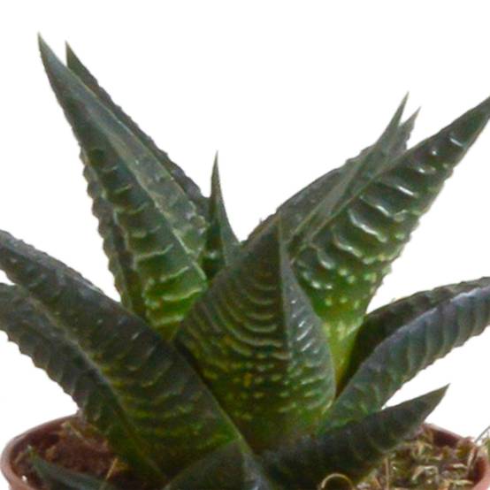 Coffret Gasteria, Haworthia et ses caches-pots blancs - Lot de 5 plantes, h13cm- La Green Touch - Image 7