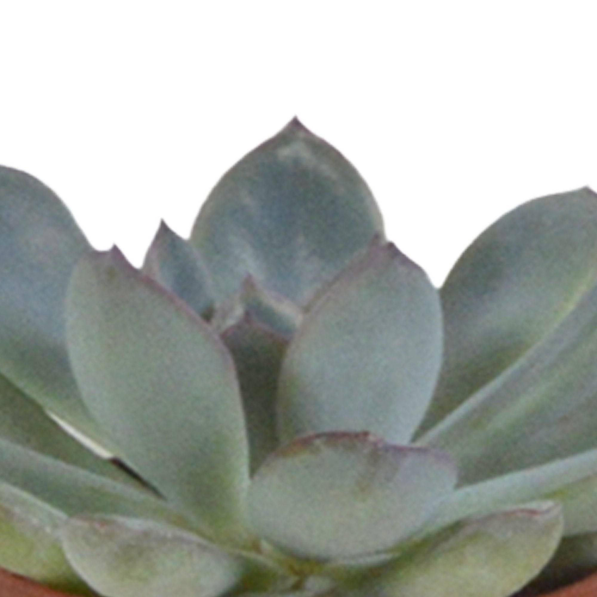 La Green Touch - Coffret Gasteria, Haworthia et ses caches-pots blancs - Lot de 5 plantes, h13cm- La Green Touch - Image 6
