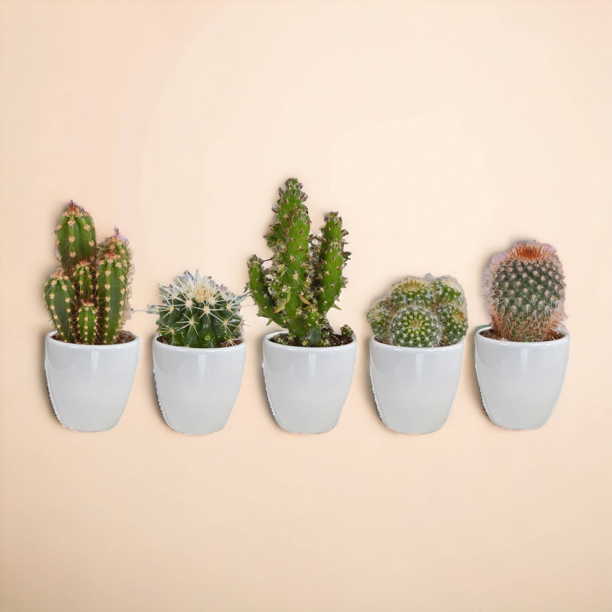 La Green Touch - Coffret Gasteria, Haworthia et ses caches-pots blancs - Lot de 5 plantes, h13cm- La Green Touch