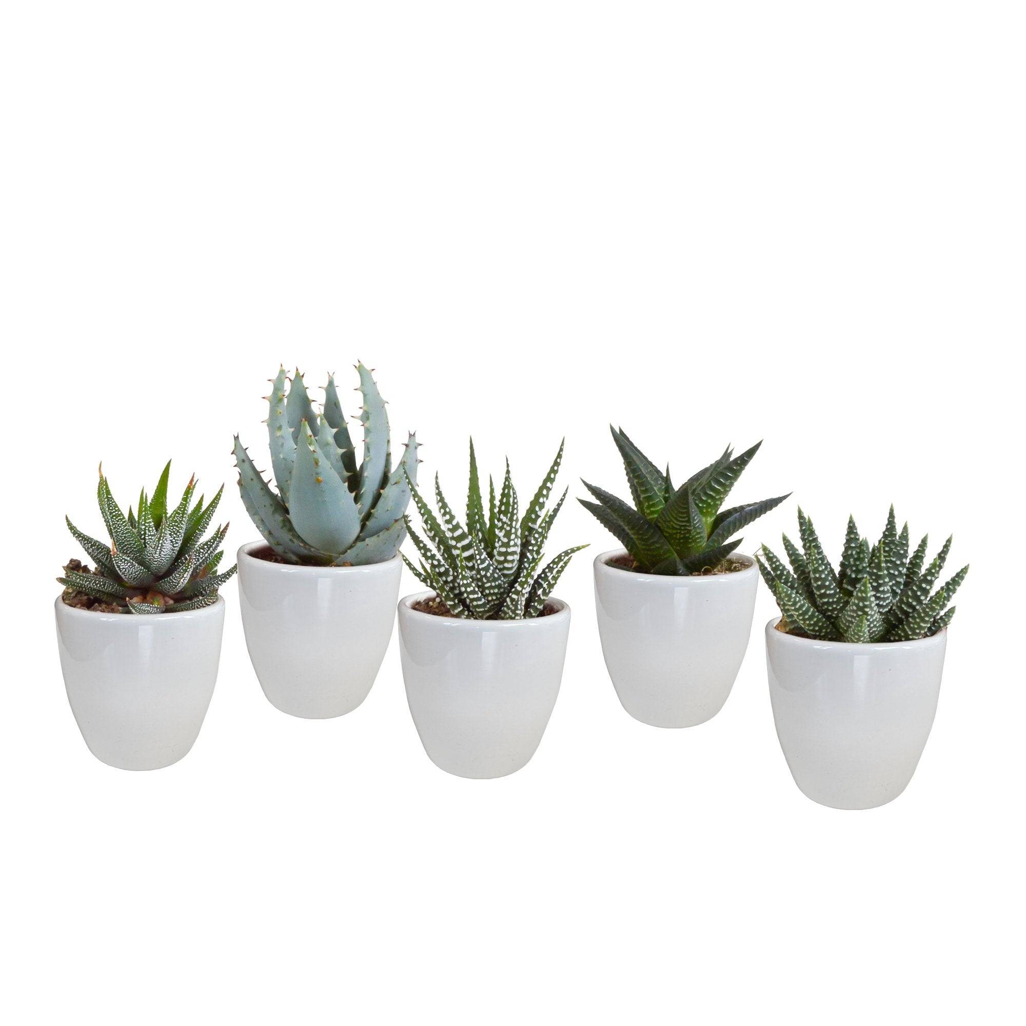 Coffret Gasteria, Haworthia et ses caches-pots blancs - Lot de 5 plantes, h13cm- La Green Touch - Image 3