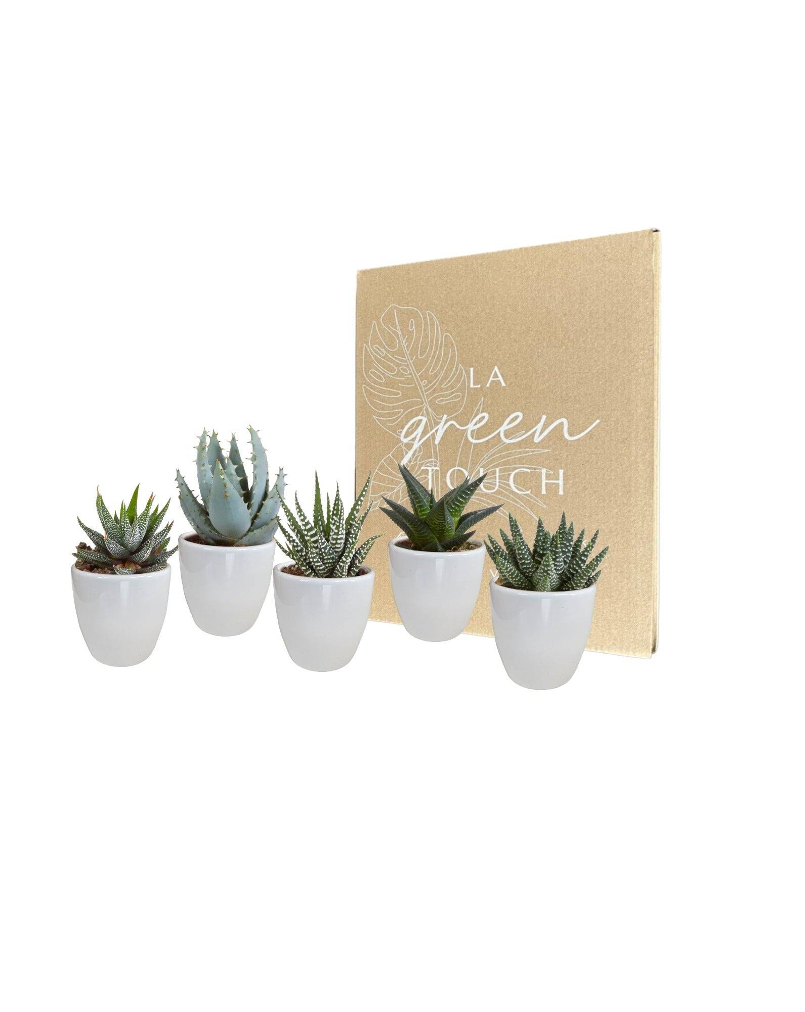 Coffret Gasteria, Haworthia et ses caches-pots blancs - Lot de 5 plantes, h13cm- La Green Touch - Image 2
