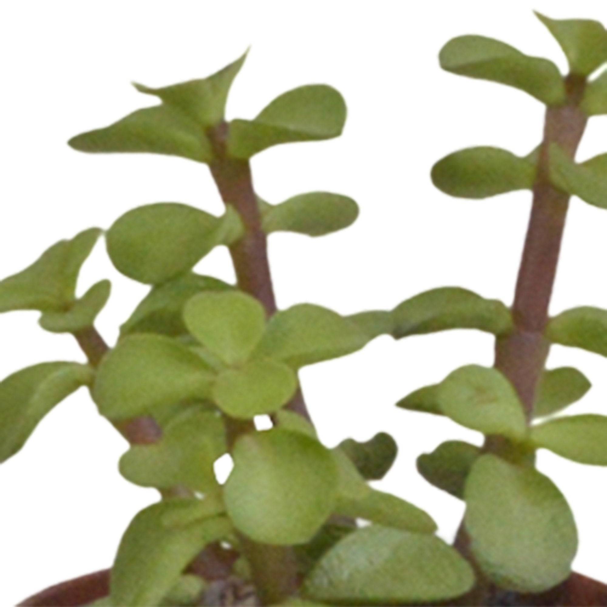 La Green Touch - Coffret Gasteria, Haworthia et ses caches-pots blancs - Lot de 5 plantes, h13cm- La Green Touch - Image 5