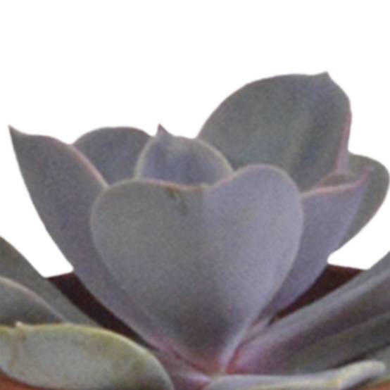 La Green Touch - Coffret Gasteria, Haworthia et ses caches-pots blancs - Lot de 5 plantes, h13cm- La Green Touch - Image 7