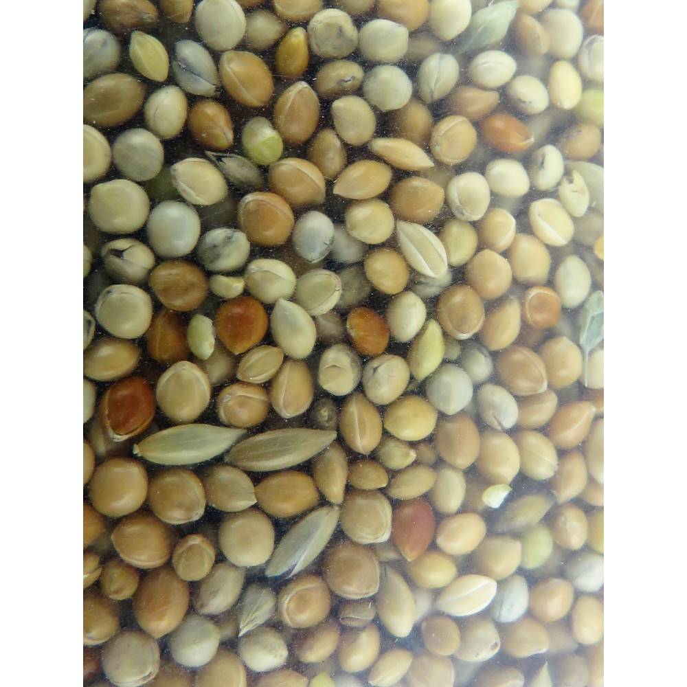Zolux - Graines, alimentation oiseaux exotique nutrimeal - 12Kg - Image 2