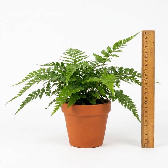 Fougère extérieure mélangée 24 plantes P9 - bord de bassin ombre rustique - Image 4