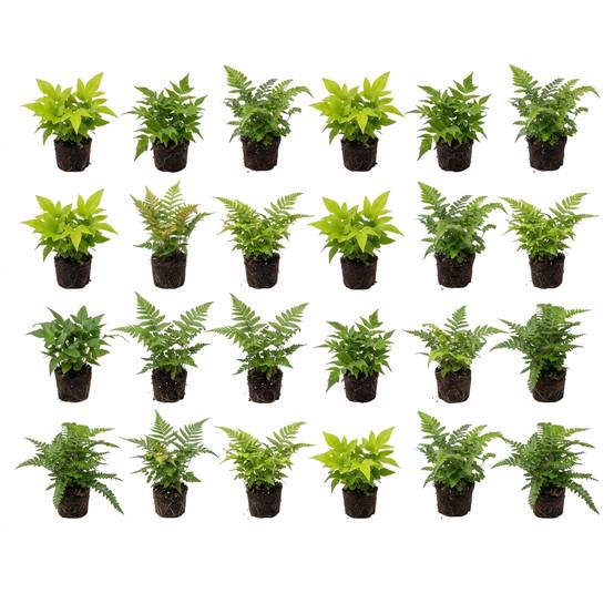 Fougère extérieure mélangée 24 plantes P9 - bord de bassin ombre rustique - Image 1