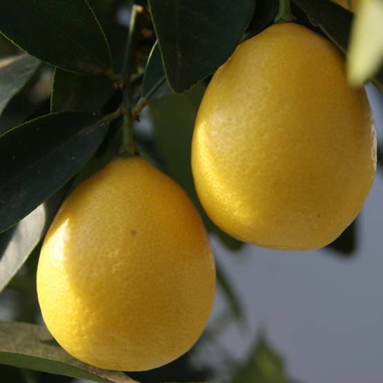 Limequat - Citrus x floridana Pot de 4L/5L, 1/4 de tige