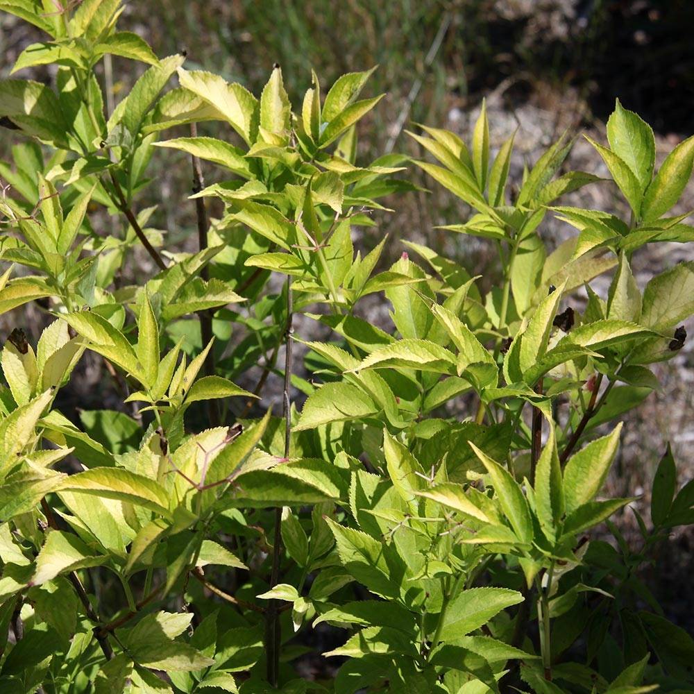 Sureau noir  - Sambucus nigra Aurea Pot de 2L/3L