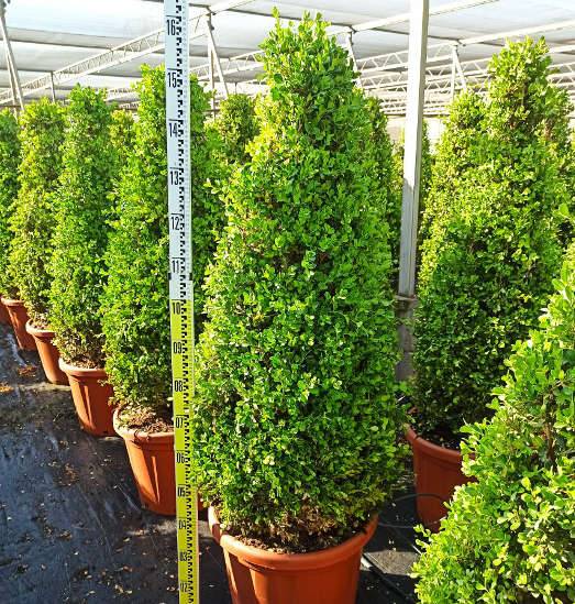 Sans Marque - Buxus macrophylla 'Rotundifolia' (Buis commun 'Rotundifolia') Couleur floraison:Blanc - Taille:Pot de 55L - 80/100cm - diamètre boule 60/70 - Image 1