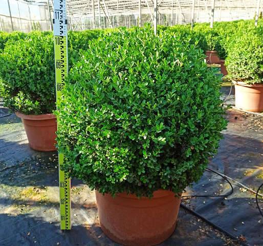 Sans Marque - Buxus macrophylla 'Rotundifolia' (Buis commun 'Rotundifolia') Couleur floraison:Blanc - Taille:Pot de 55L - 80/100cm - diamètre boule 60/70 - Image 3