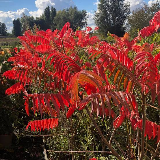Promesse de Fleurs - Sumac de Virginie - Rhus typhina Pot de 4L/5L