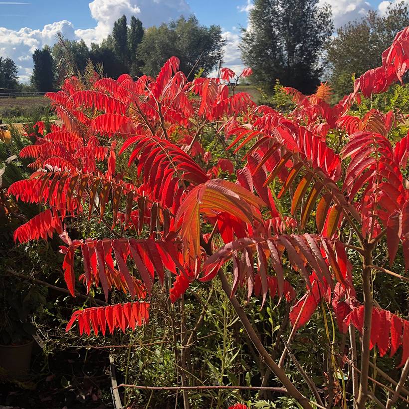 Sumac de Virginie - Rhus typhina Pot de 4L/5L