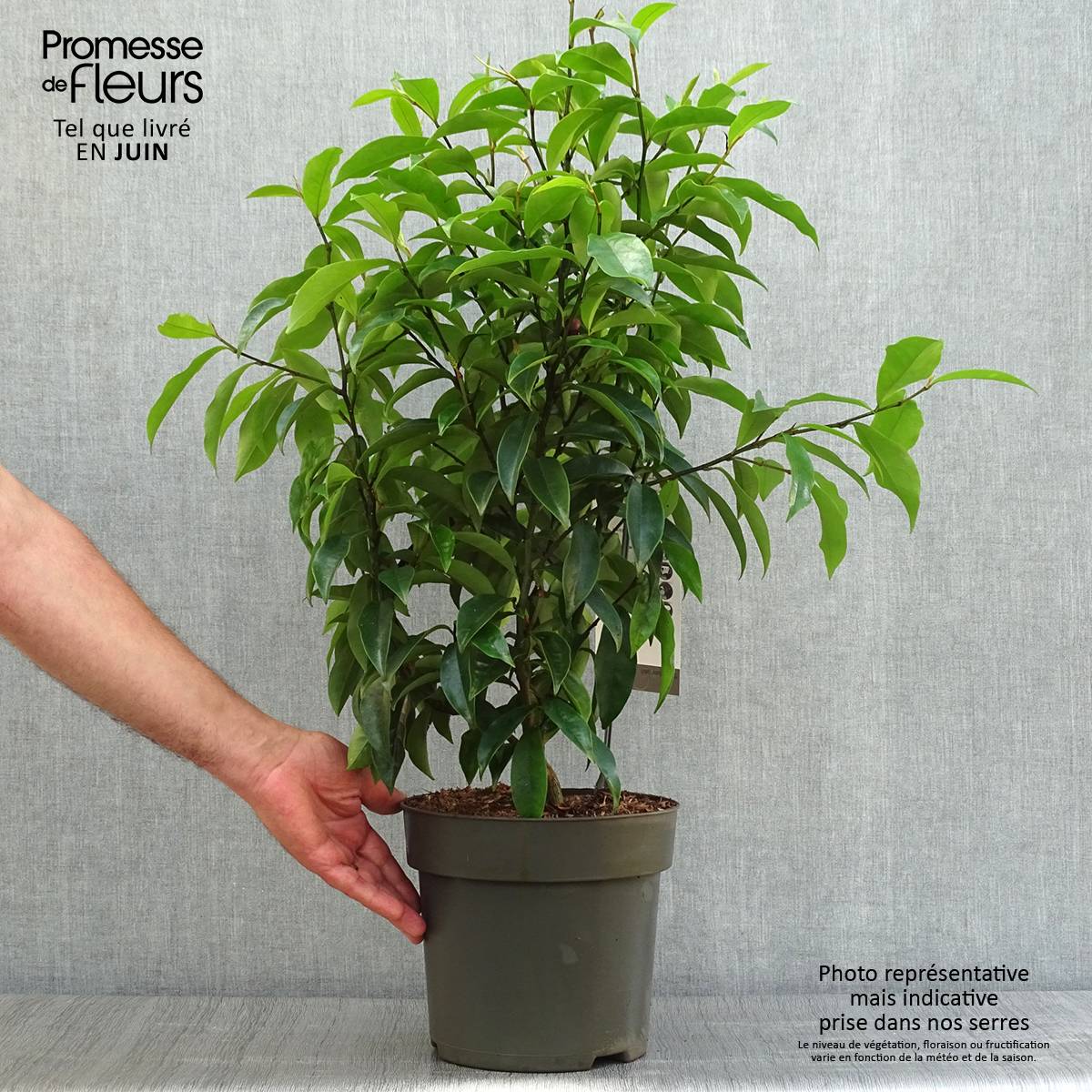 Promesse de Fleurs - Magnolia figo Stellar Ruby Pot de 6L/7L - Image 2