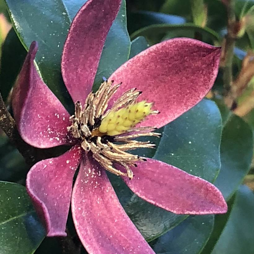 Promesse de Fleurs - Magnolia figo Stellar Ruby Pot de 6L/7L - Image 1
