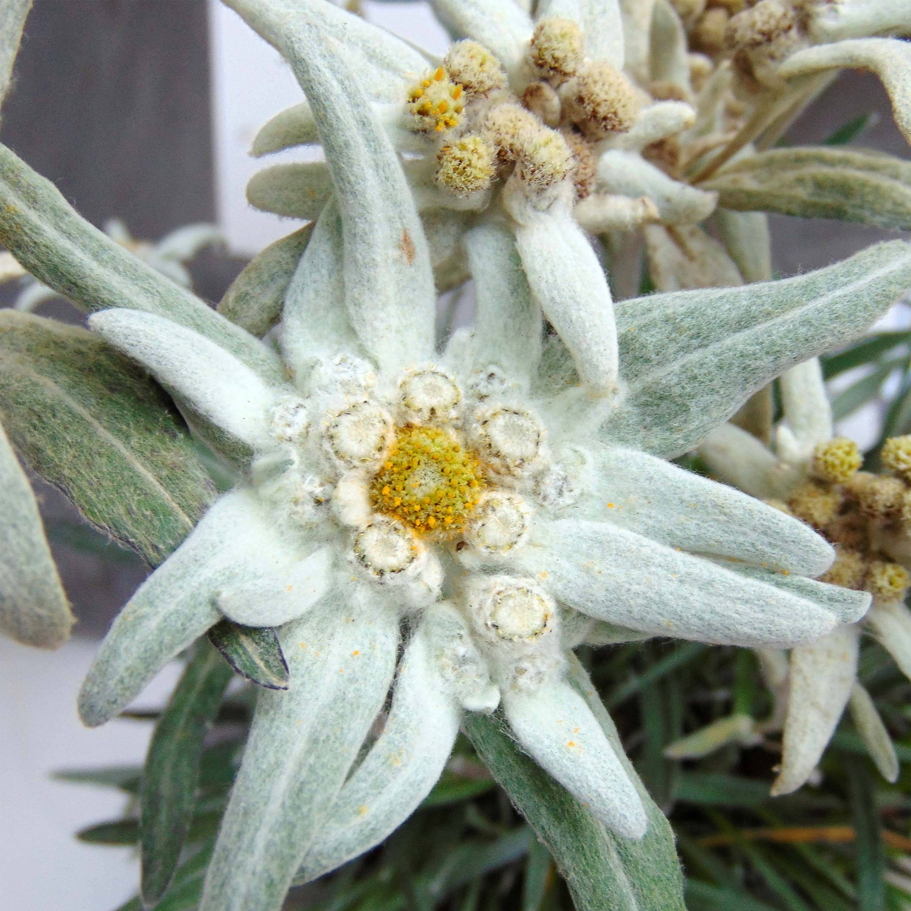 Promesse de Fleurs - Leontopodium alpinum Blossom of Snow - Edelweiss des Alpes Pot de 2L/3L