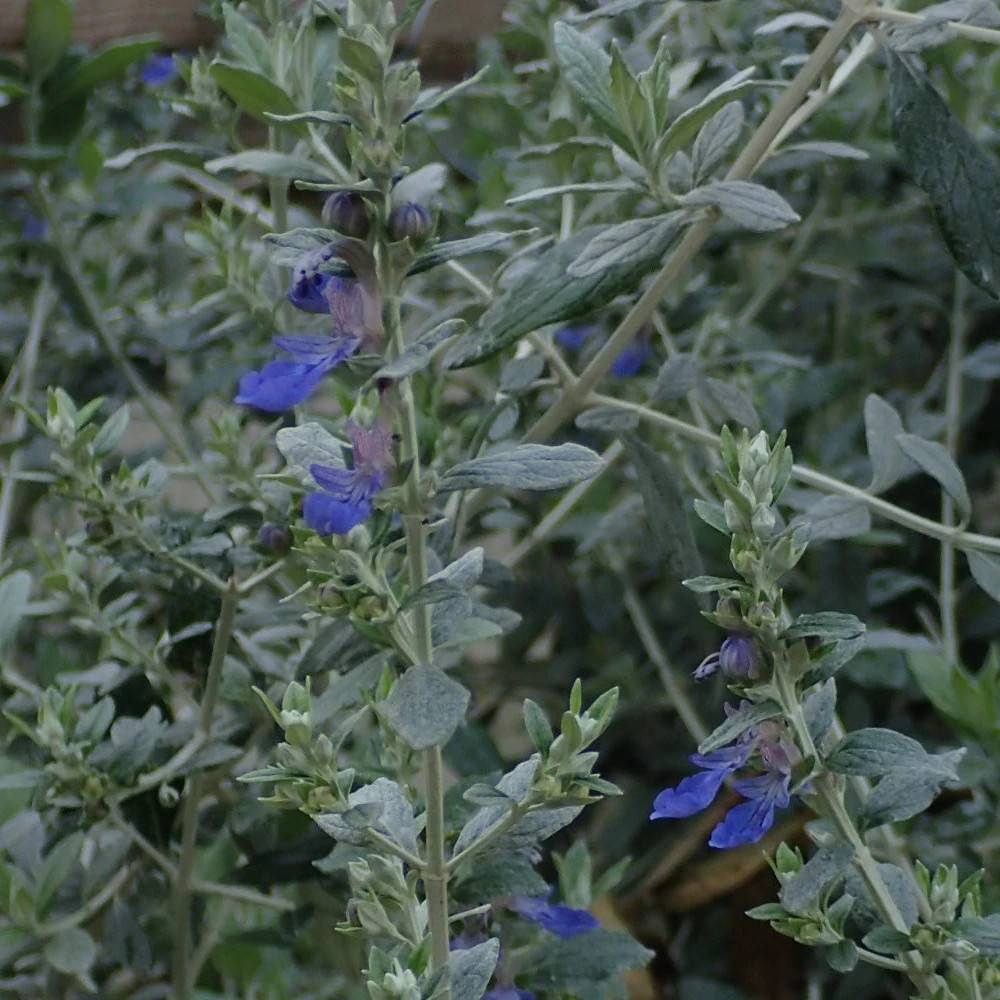 Germandrée arbustive à feuille grise - Sans traitement à fleurs Bleue - feuillage Caduc - Lot de 9 godets-  hauteur à maturité De 0,15 m à 0,50 m