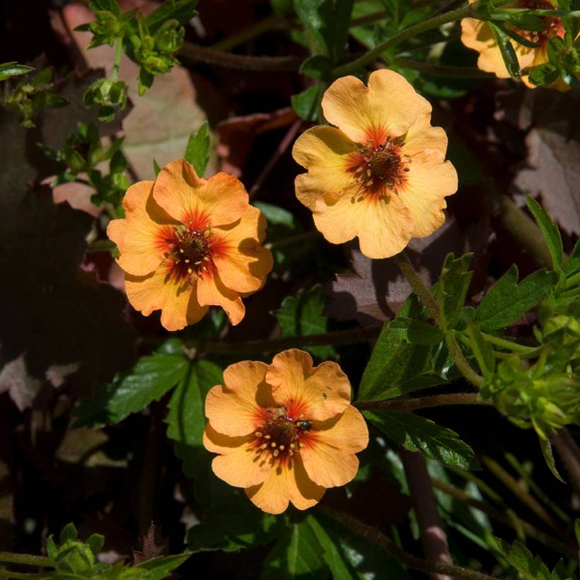 Potentille vivace - Potentilla tonguei Godet de 8/9 cm