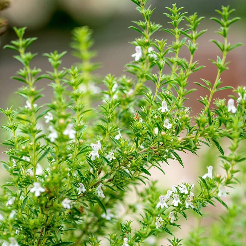 Sarriette annuelle - Satureja hortensis le sachet de 1200 graines environ (1g)