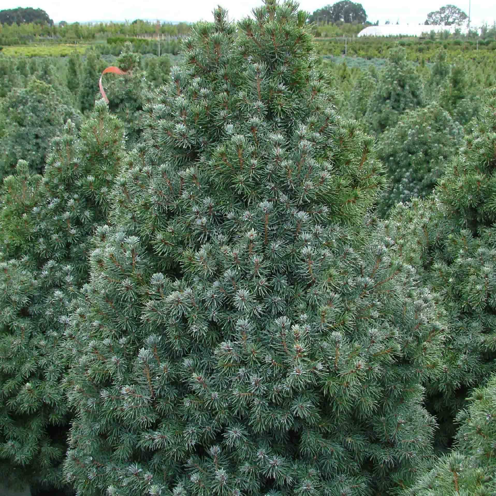 Epinette blanche - Picea glauca Sander's Blue Pot de 4L/5L - Image 1