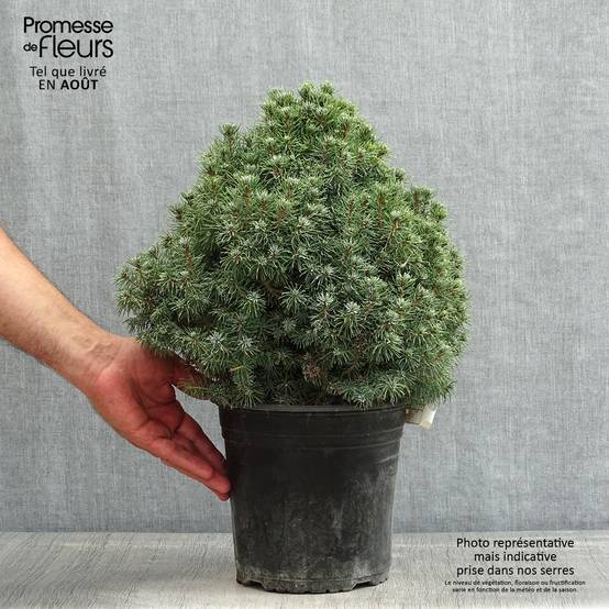 Epinette blanche - Picea glauca Sander's Blue Pot de 4L/5L - Image 2