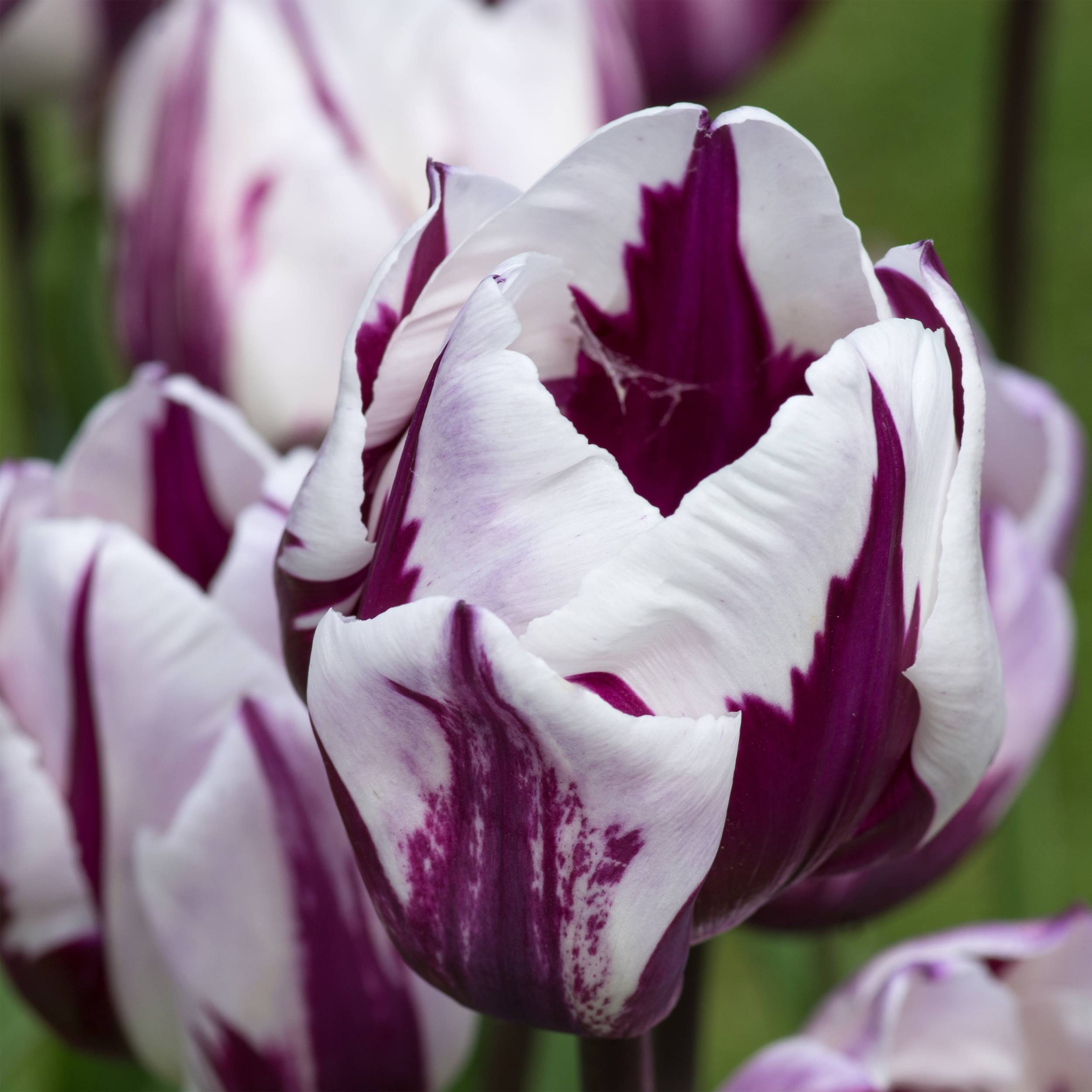 Promesse de Fleurs - Tulipe Triomphe Rem's Favorite Bulbe calibre 12+ (par 6)