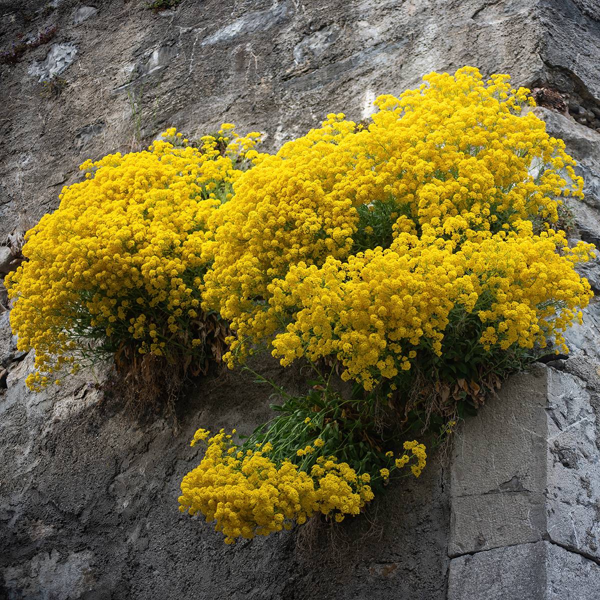 Promesse de Fleurs - Alyssum saxatile Compactum - Corbeille d'Or Godet de 8/9 cm