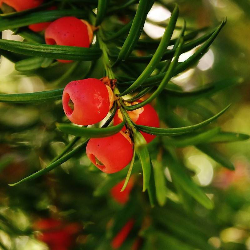 If commun, Taxus - Pot de 1,5L - 10/20 cm