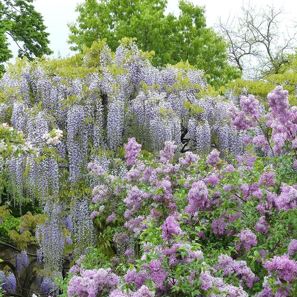 Glycine japonaise - Wisteria floribunda Macrobotrys De Belder Pot de 4L/5L
