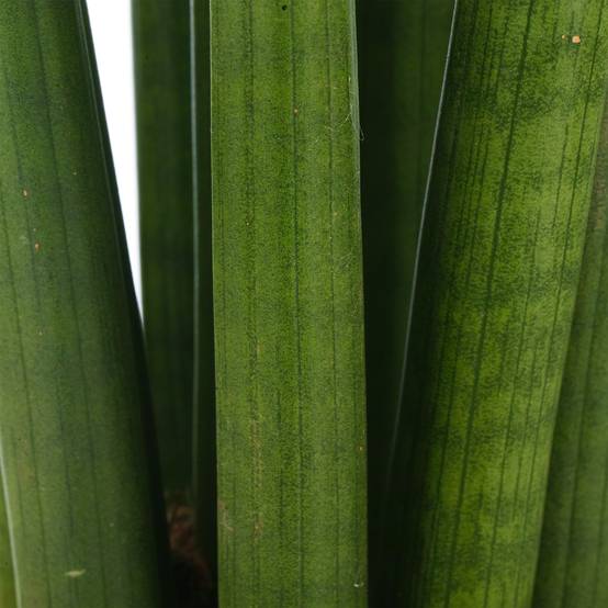 Gardenersdream - Sansevieria Cylindrica Spaghetti Plante D’Intérieur Pour La Maison Ou Le Bureau En Pot - GardenersDream - Image 2