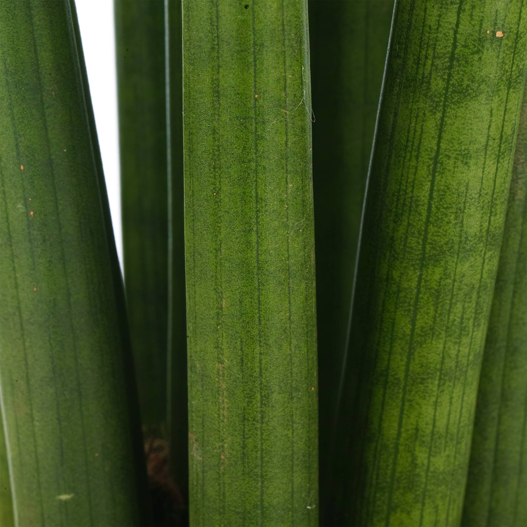 Gardenersdream - Sansevieria Cylindrica Spaghetti Plante D’Intérieur Pour La Maison Ou Le Bureau En Pot - GardenersDream - Image 2