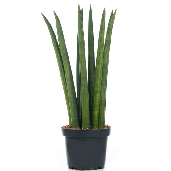 Gardenersdream - Sansevieria Cylindrica Spaghetti Plante D’Intérieur Pour La Maison Ou Le Bureau En Pot - GardenersDream - Image 1