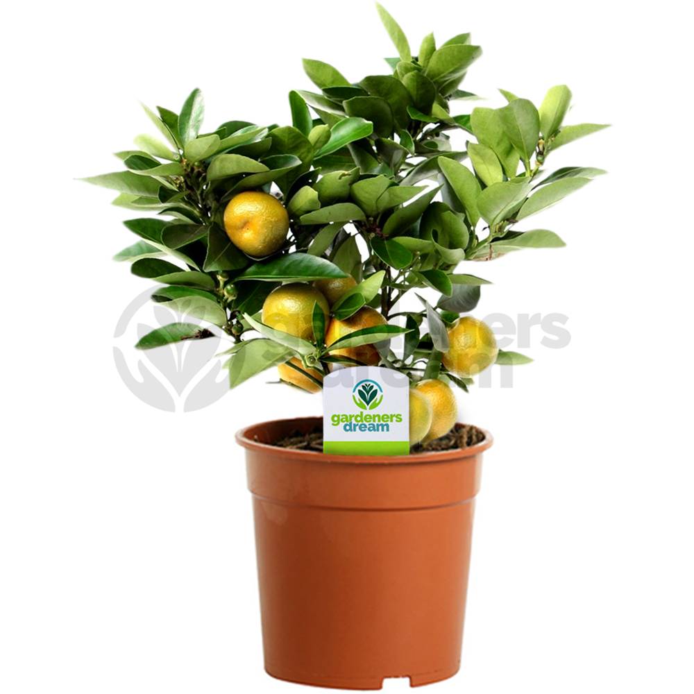 Gardenersdream - Citrus Calamondin – 1 X Oranger D'Appartement Pour La Maison Ou Le Bureau En Pot - GardenersDream - Image 1