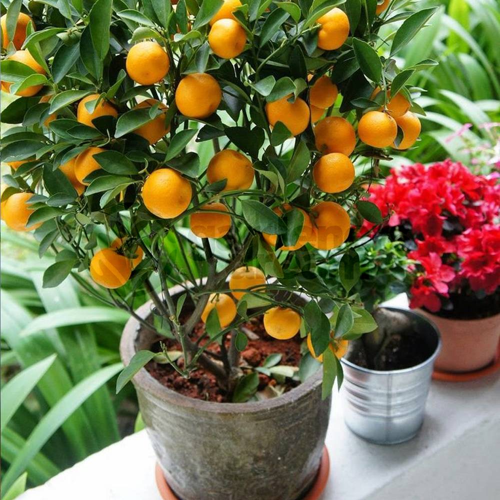 Gardenersdream - Citrus Calamondin – 1 X Oranger D'Appartement Pour La Maison Ou Le Bureau En Pot - GardenersDream - Image 2