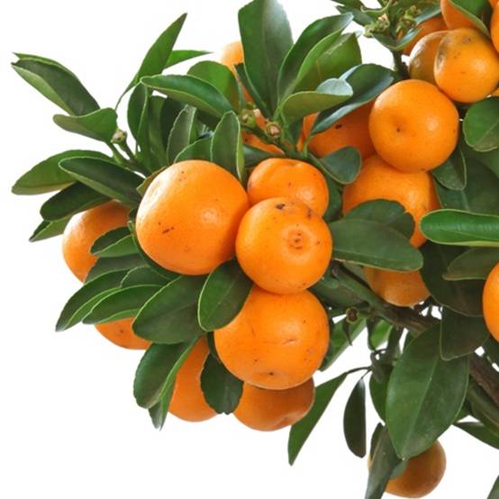 Gardenersdream - Citrus Calamondin – 1 X Oranger D'Appartement Pour La Maison Ou Le Bureau En Pot - GardenersDream - Image 3