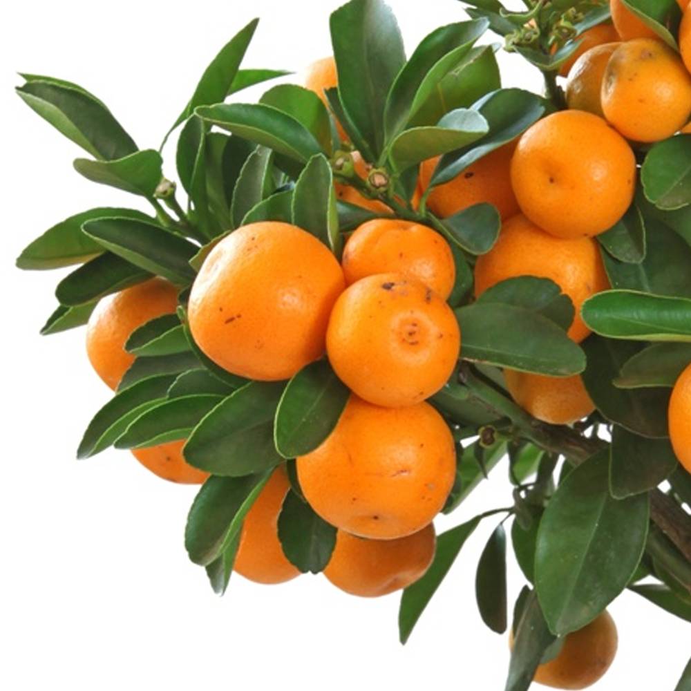 Gardenersdream - Citrus Calamondin – 1 X Oranger D'Appartement Pour La Maison Ou Le Bureau En Pot - GardenersDream - Image 3