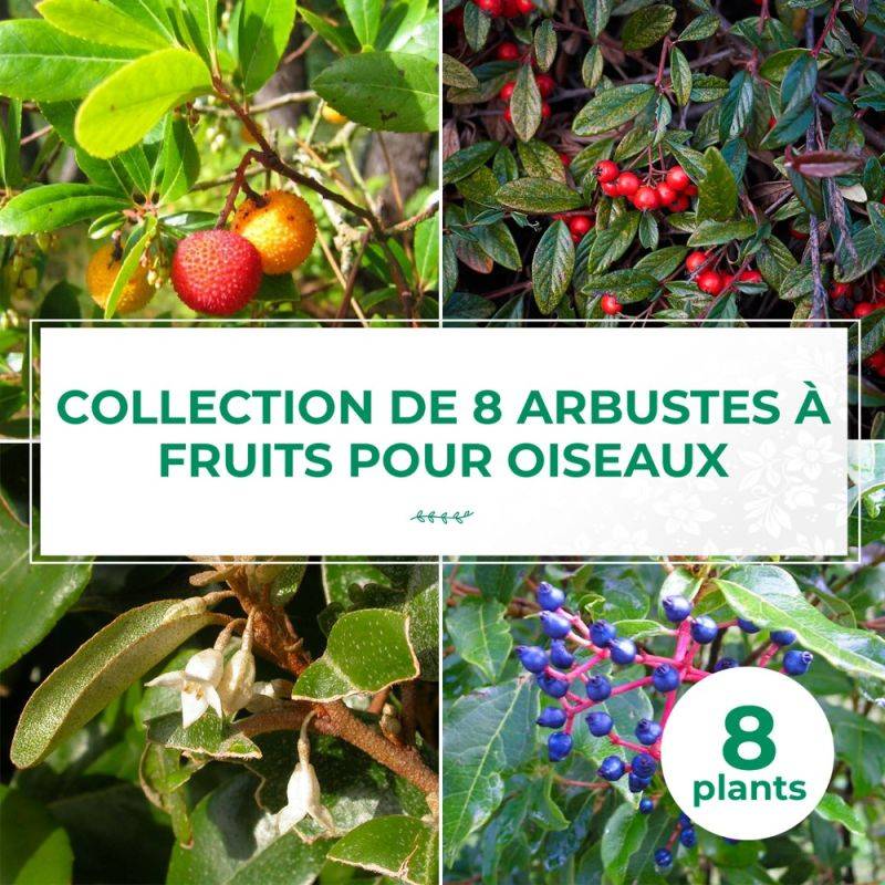 Collection 8 Arbustes à Fruits pour Oiseaux - Godet - Taille 20/40cm - Pépinières Naudet - Image 1