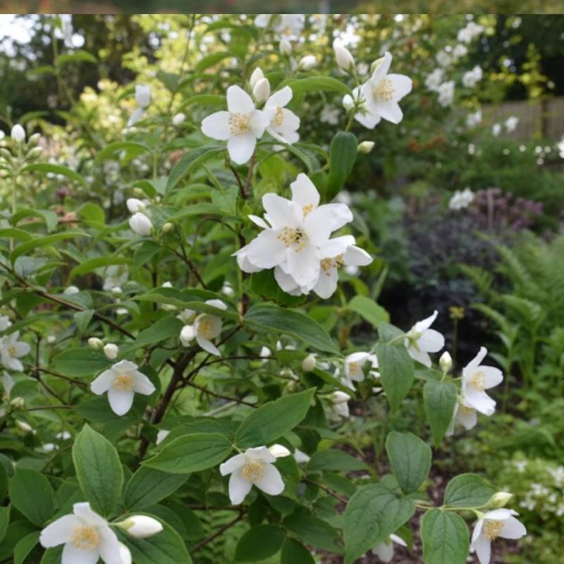Seringat commun, Philadelphus à fleurs Blanche - feuillage Caduc - Pot de 4L - 40/60 cm-  hauteur à maturité De 2,50 m à 3,00 m - Image 4