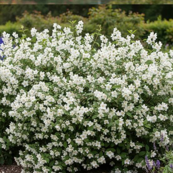 Seringat commun, Philadelphus à fleurs Blanche - feuillage Caduc - Pot de 4L - 40/60 cm- hauteur à maturité De 2,50 m à 3,00 m - Image 3
