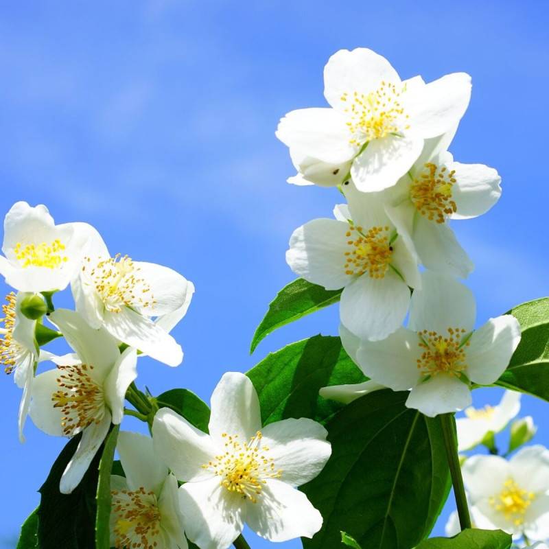 Seringat commun, Philadelphus à fleurs Blanche - feuillage Caduc - Pot de 4L - 40/60 cm-  hauteur à maturité De 2,50 m à 3,00 m - Image 5