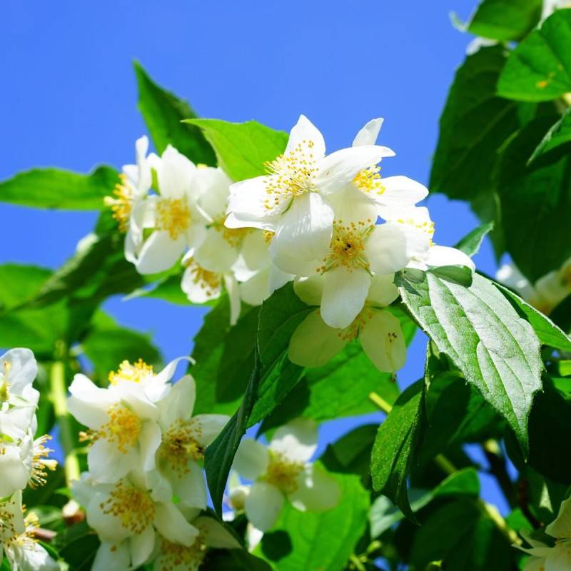 Seringat commun, Philadelphus à fleurs Blanche - feuillage Caduc - Pot de 4L - 40/60 cm-  hauteur à maturité De 2,50 m à 3,00 m - Image 6