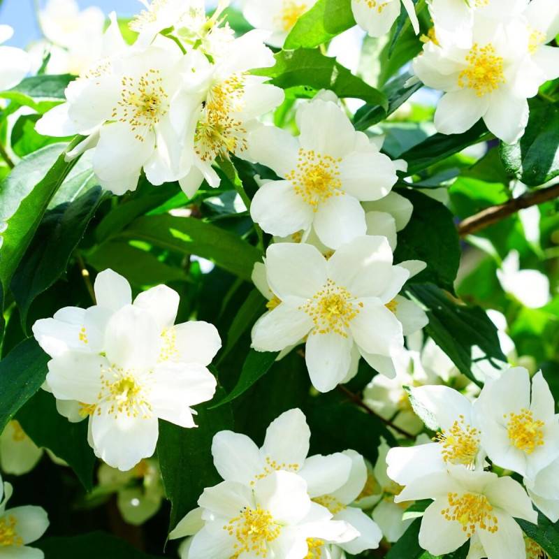 Seringat commun, Philadelphus à fleurs Blanche - feuillage Caduc - Pot de 4L - 40/60 cm-  hauteur à maturité De 2,50 m à 3,00 m